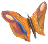butterfly